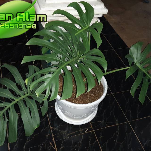 Tanaman Hias Indoor Monstera King Monstera Giant Shopee Indonesia