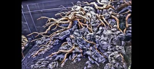 Akar Senggani Beserta Batangnya Dijual Per 100 Gram