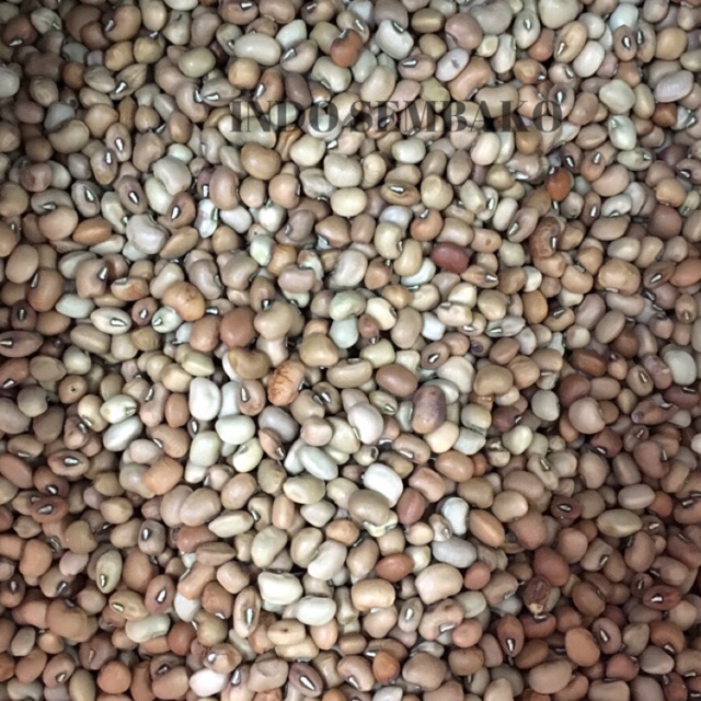 Kacang Tolo 1 kg / Kacang Tunggak 1kg