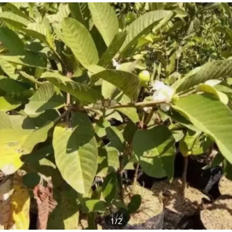 tanaman bibit jambu kristal/tanaman jambu kristal