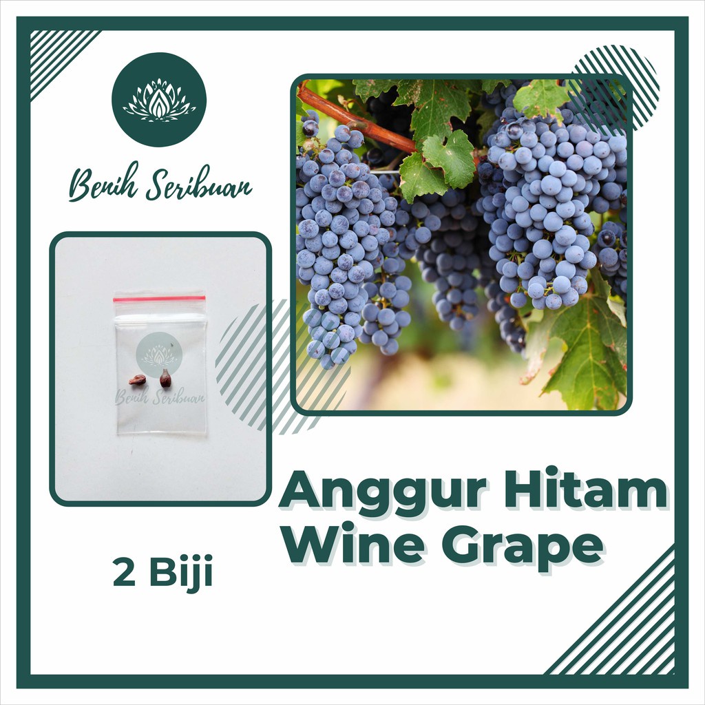 2 Benih Bibit Anggur Hitam Wine Grape Buah Buahan Import Vitis Vinivera Tanaman Unggul Berkualitas Super