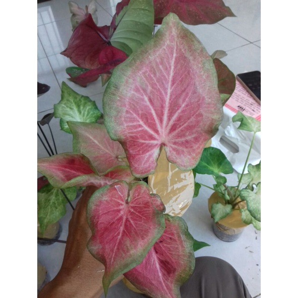 Keladi ramla pink