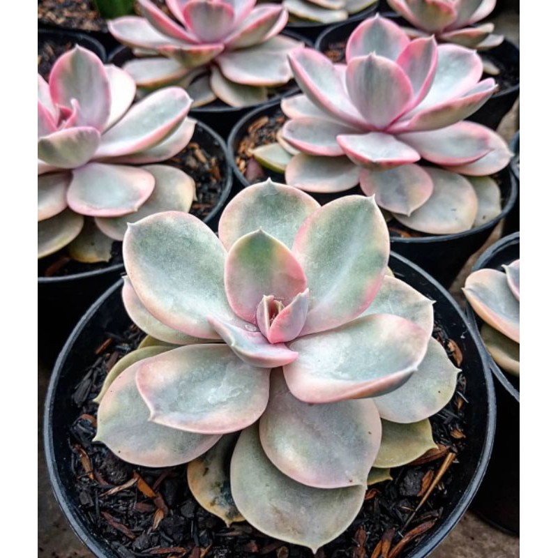 Sukulen Import Premium Echeveria West Rainbow - Sukulen Bandung