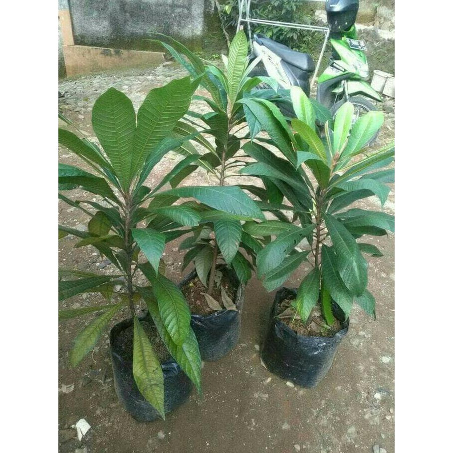 TERLARIS bibit buah mamey sapote magana