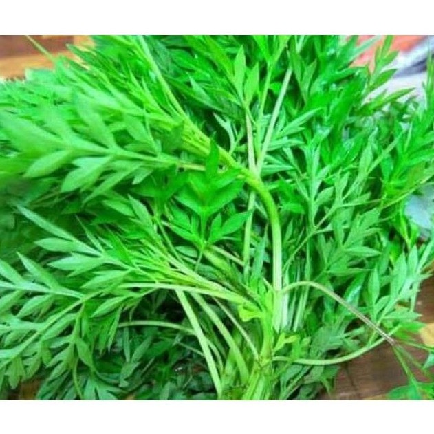 

Kenikir Segar / Sayur Daun Kenikir / per ikat / Cosmos caudatus / Toko Tepi