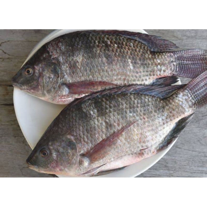 

Ikan Mujair Fresh 500 gram