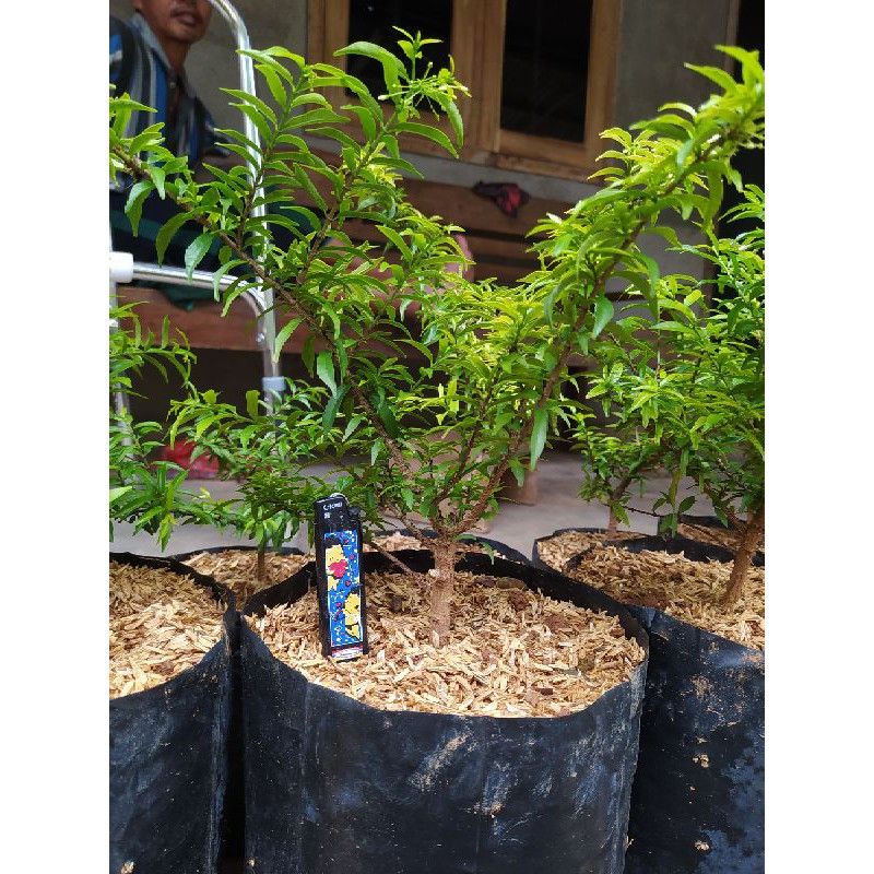BONSAI ANTING PUTRI MIKRO