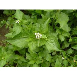 Bubuk Daun Bandotan 500 g Serbuk Wedusan Babadotan Ageratum conyzoides Babandotan