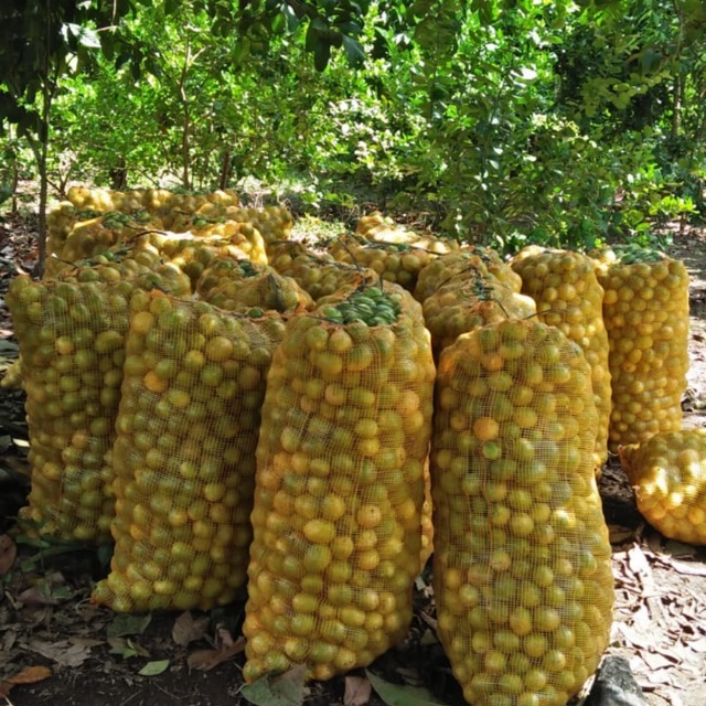 

Buah lemon