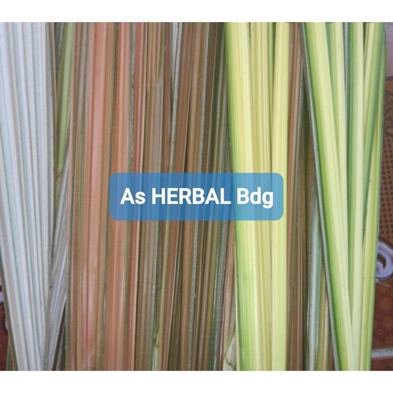 

Daun salak muda segar 250 gram fresh-az