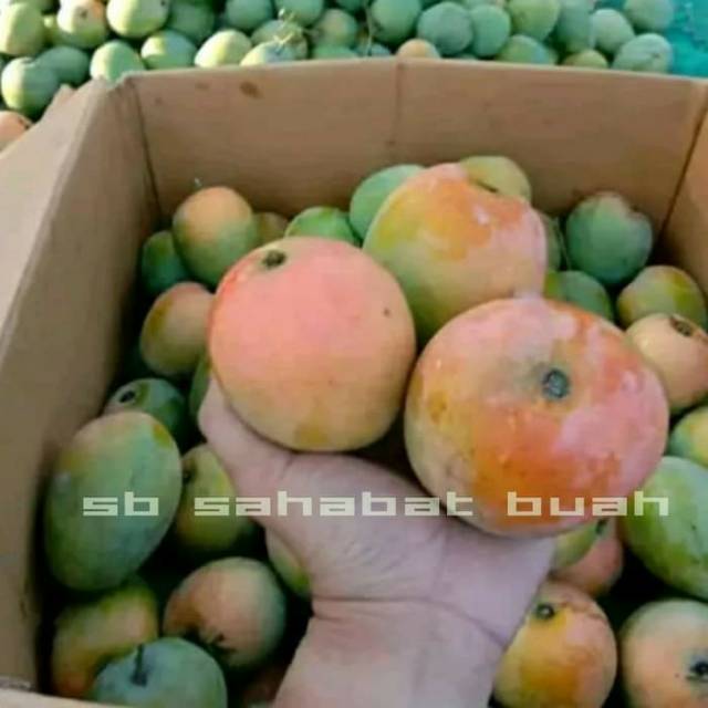 

Buah mangga gedong gincu 1kg