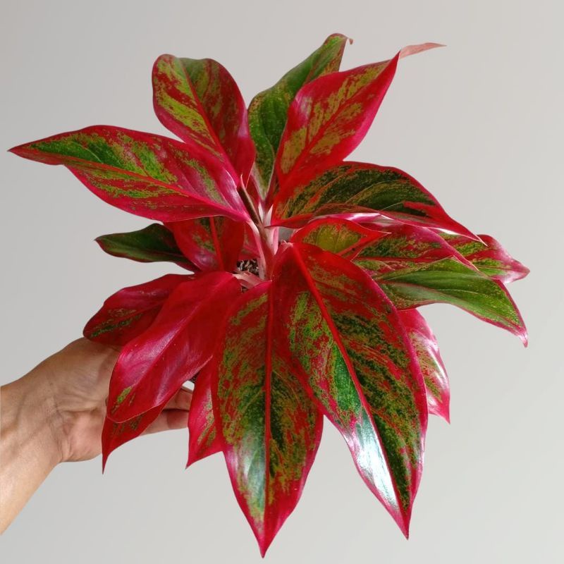 Aglaonema red lipstik / Aglonema red lipstik Remaja florist nursery / Aglonema red lipstik (Tanaman hias aglaonema Red Lipstik - tanaman hias hidup - bunga hidup - bunga aglonema - aglaonema merah - aglonema merah - aglaonema murah - aglaonema murah