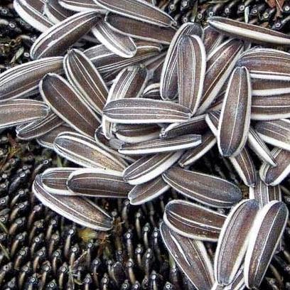 ➽ Bibit / Benih / Seeds Bunga Matahari Jumbo Mudah Tumbuh ✧