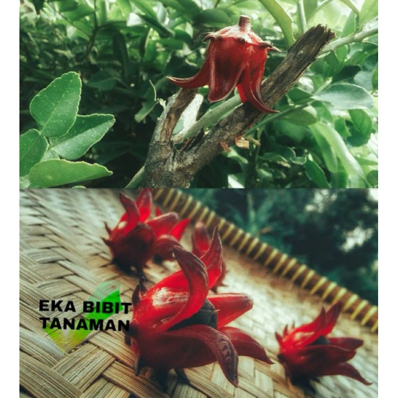 bibit bunga rosella