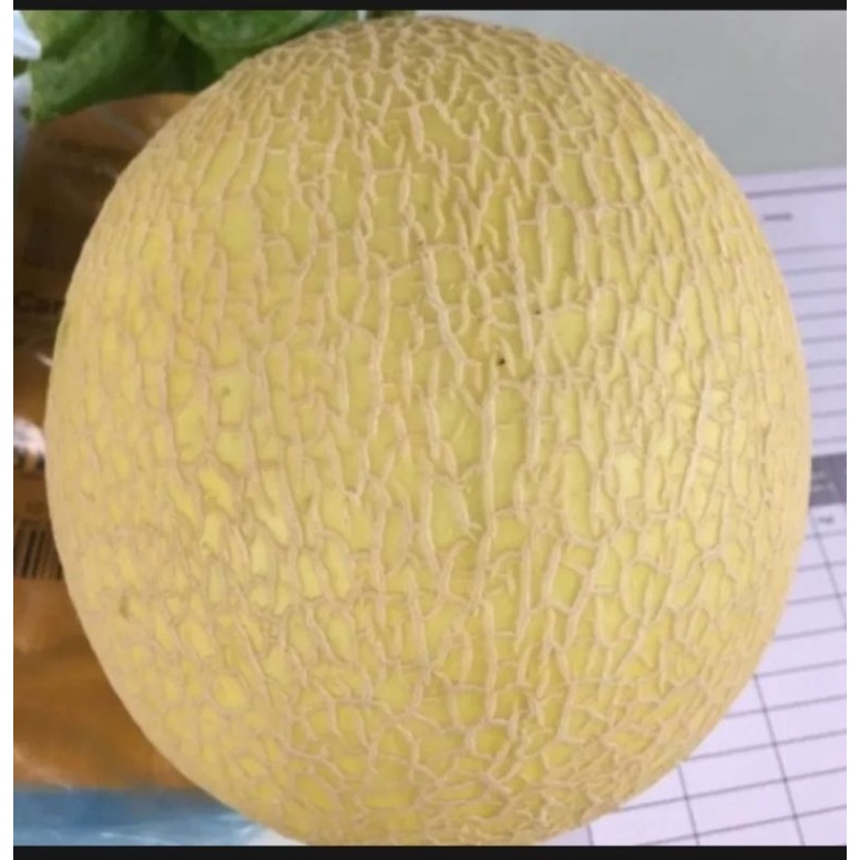 

10 BENIH BIJI MELON GOLDEN MANIS MADU
