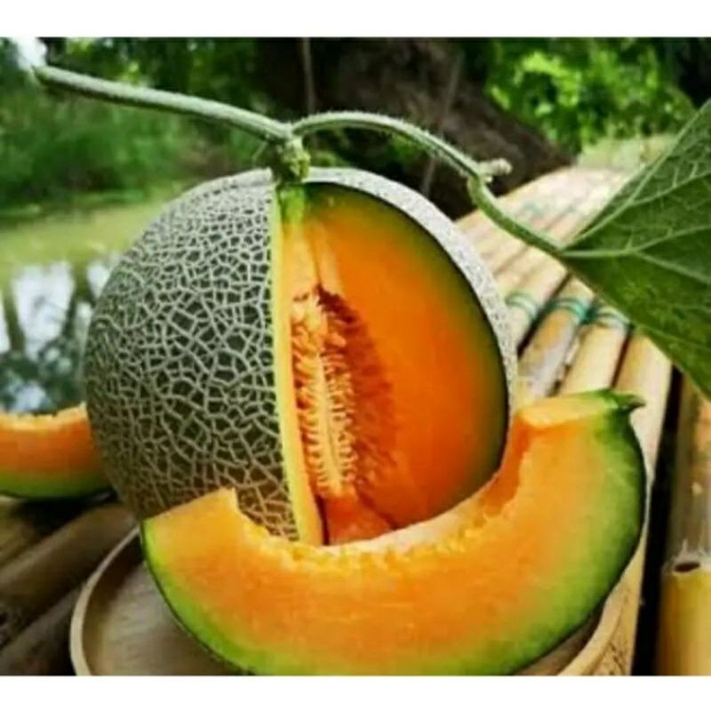 

55 biji benih melon madu super manis