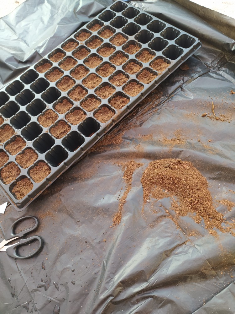 Purie Garden Tray Semai 72 Lubang