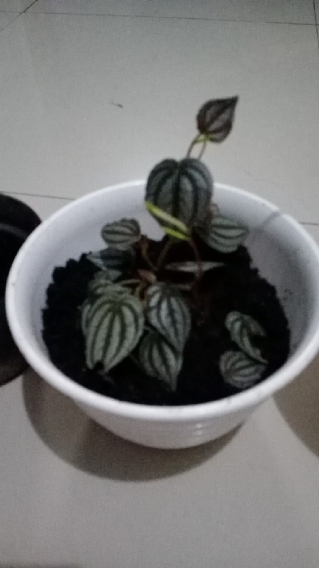 Tanaman Hias Begonia U168 Begonia Silver Daun Kecil Shopee Indonesia