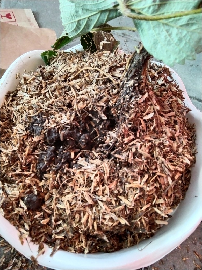 Bibit Strawberry Jumbo Bibit Strawberry California Siap Berbuah