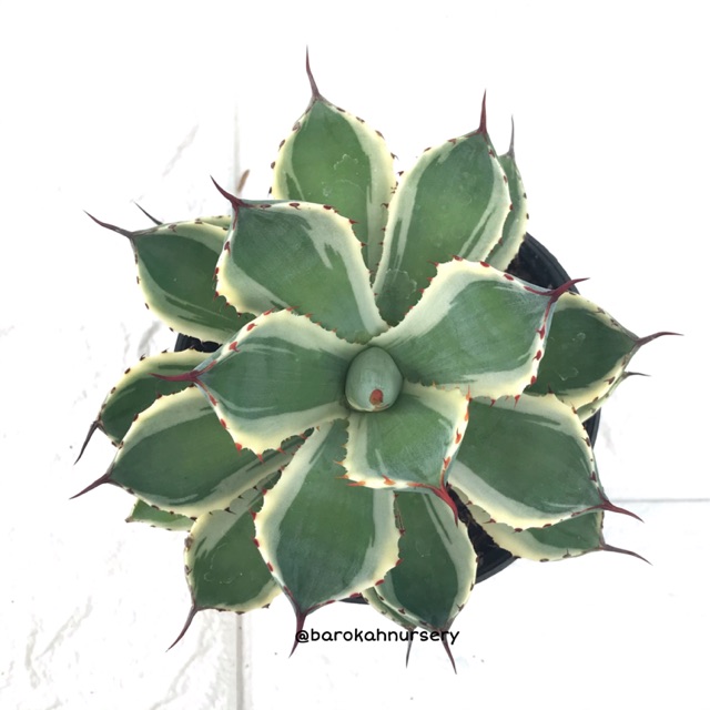 Tanaman Agave | Agave Kishokan Variegated