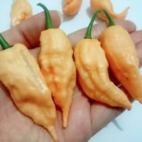 Benih Bibit Biji - Cabai Jay's Ghost Peach Scorpion Pepper Seeds