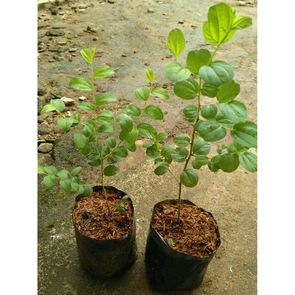 Unggulan Bibit Buah Tanaman Pohon Bidara Arab Kw Asli