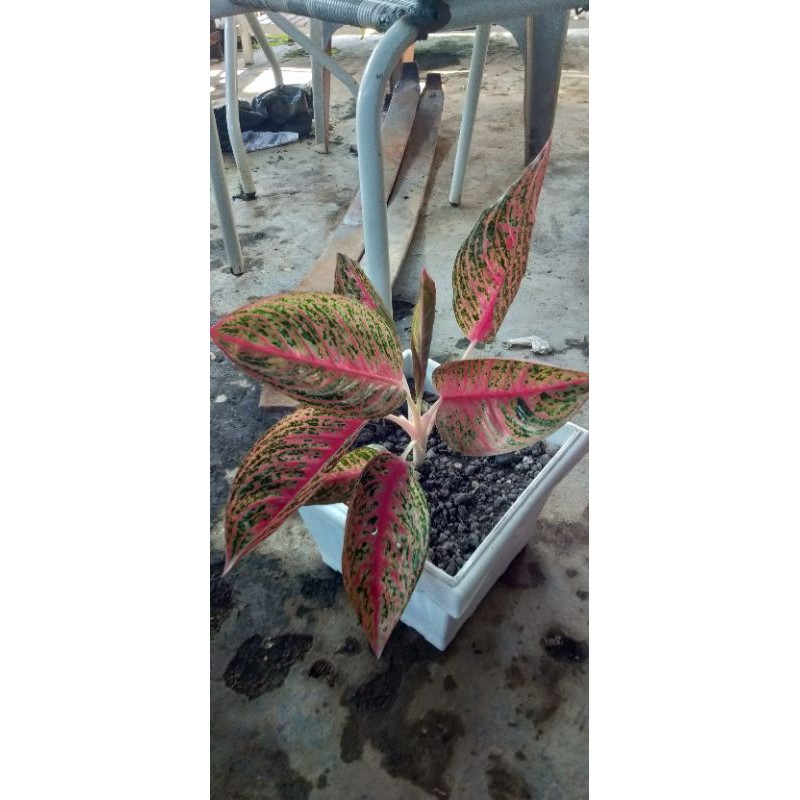 aglonema legacy merah