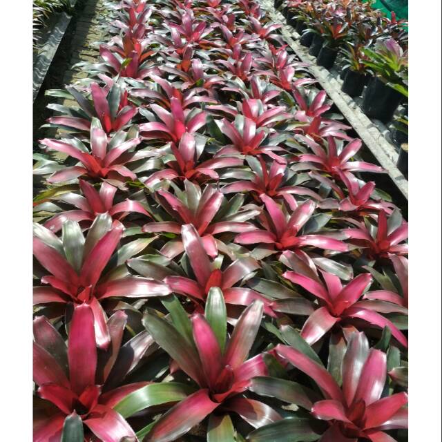  Tanaman  hias  bromelia Shopee Indonesia