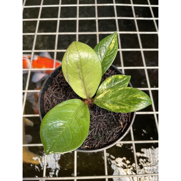Anthurium jemani tornado varigata