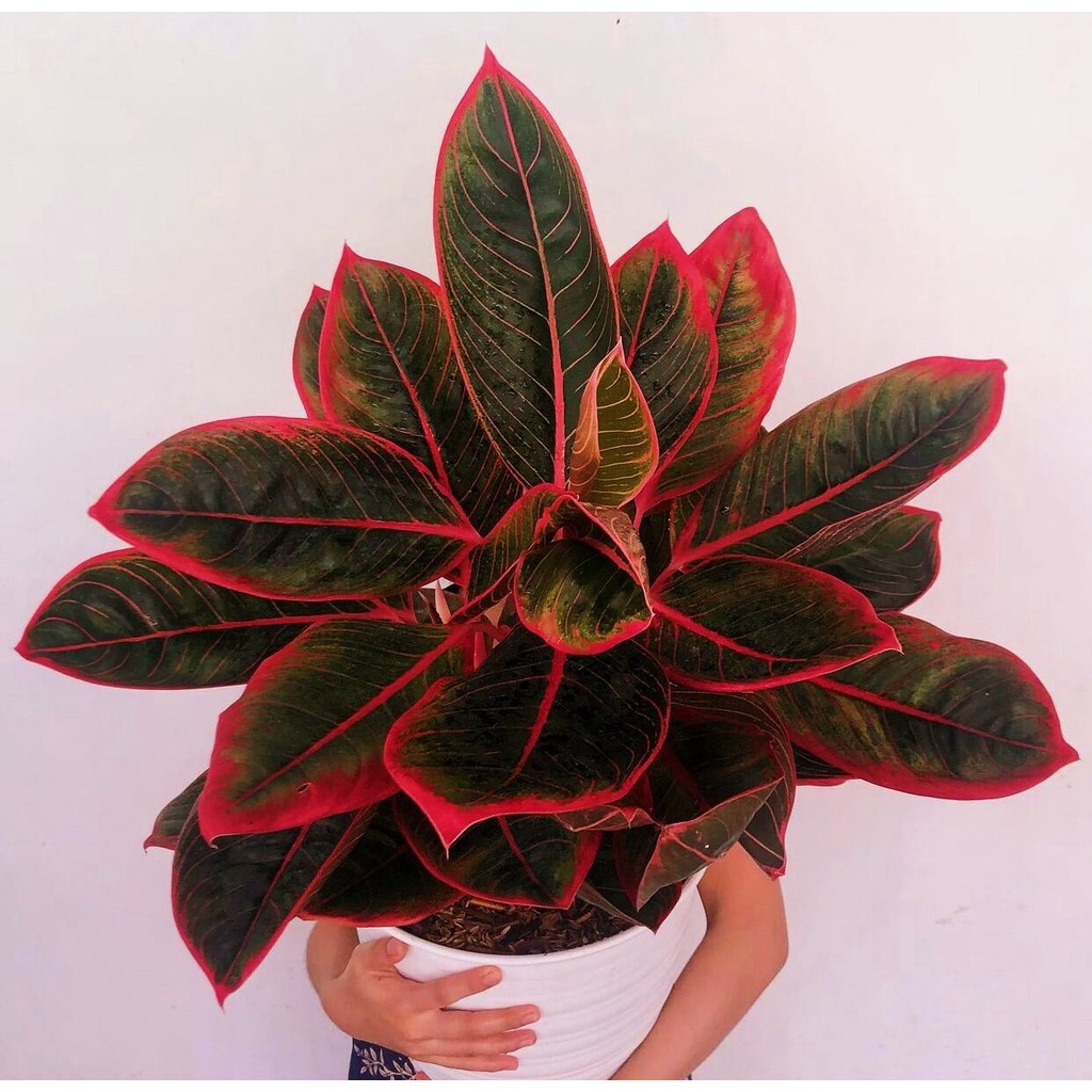 Aglonema Red Lipstik ( Tanaman Hias Aglaonema - Red Lipstik)-tanaman hias hidup-tanaman aglonema berdaun-aglonema murah-bunga hidup aglonema-tanaman hias aglonema lipstik merah-bunga hias hidup-tanaman yg lagi viral 2021-tanaman hias bunga hidup asli
