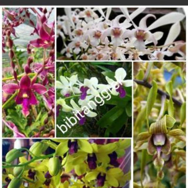 Bibti botol anggrek dendrobium hibrid/speci