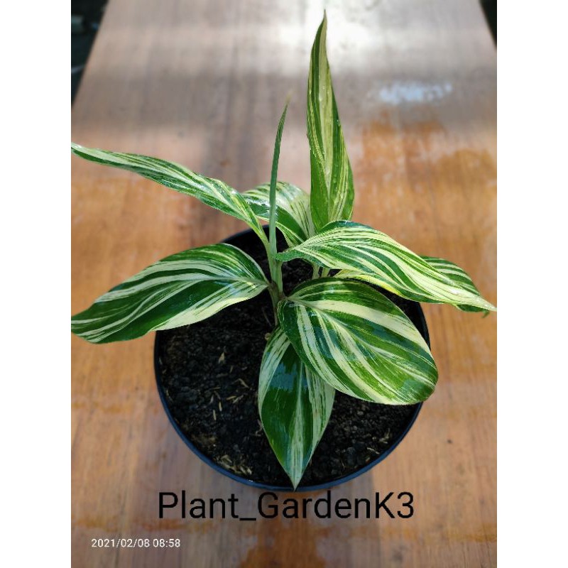 

Alpinia zerumbet/ induk