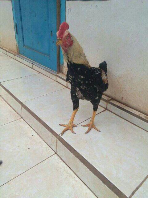 Batik Couple Keluarga Sania Ruffle Ori Ndoro Jowi Dnt Terbaru