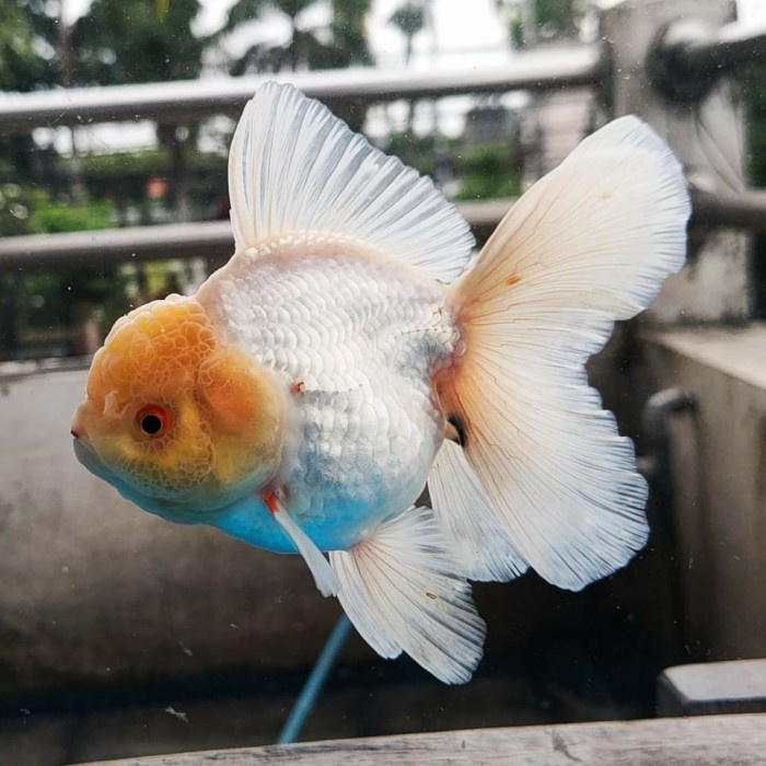 Oranda putih / snow white / ikan mas koki oranda full putih round body