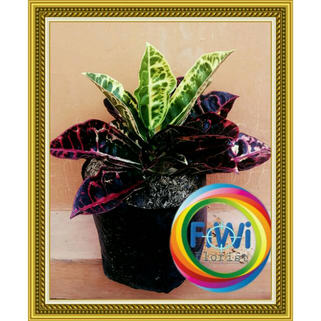 Tanaman hias bibit daun puring kura merah