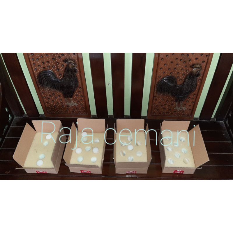 

Telur fertil Ayam Cemani Trah Lidah Hitam | mesin penetas telur | ayam