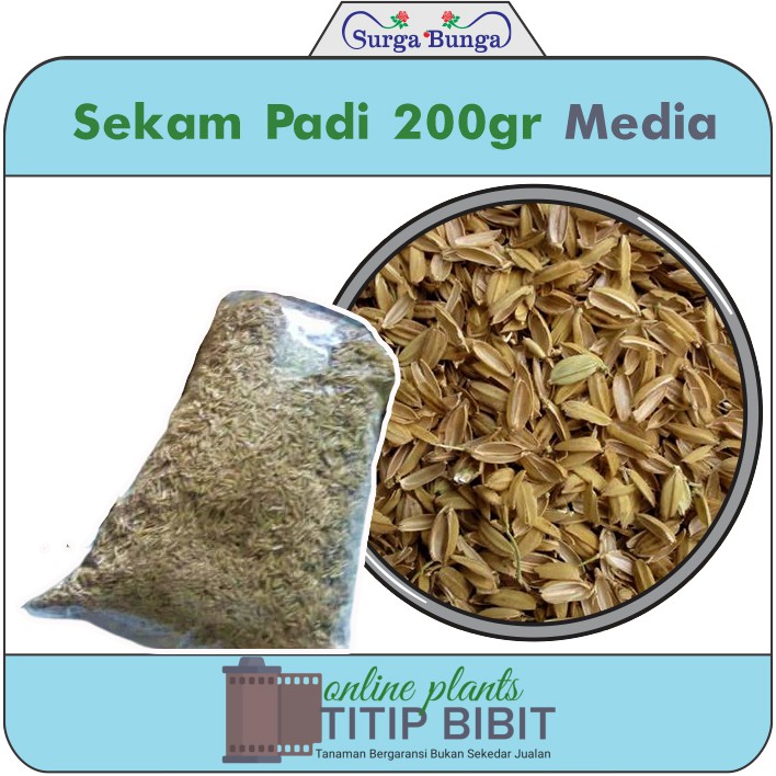 media tanam sekam padi kering 500gr