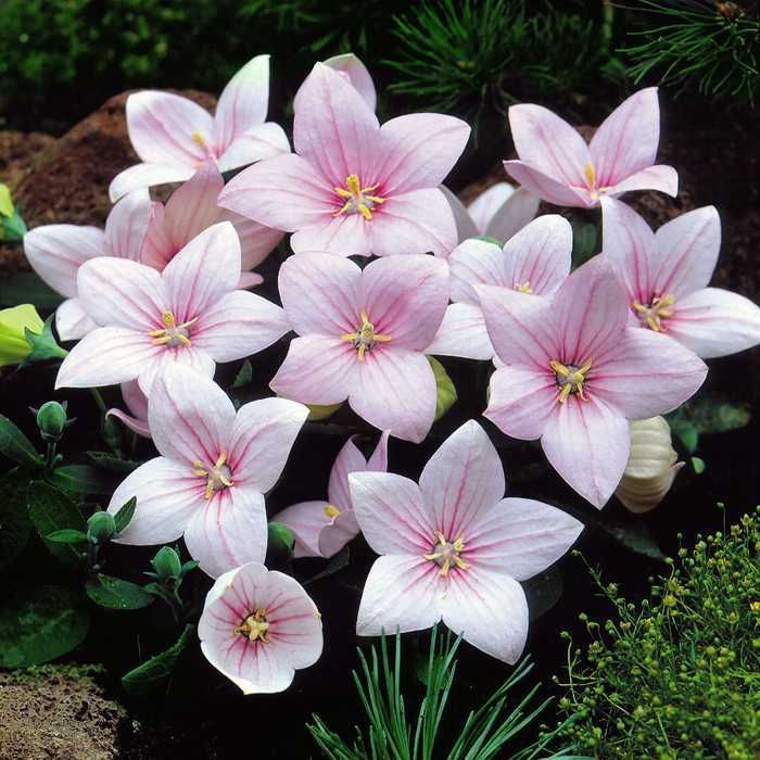 Benih Bibit Biji - Bunga Balloon Flower Mix (Platycodon grandiflorus) Flower Seeds - IMPORT