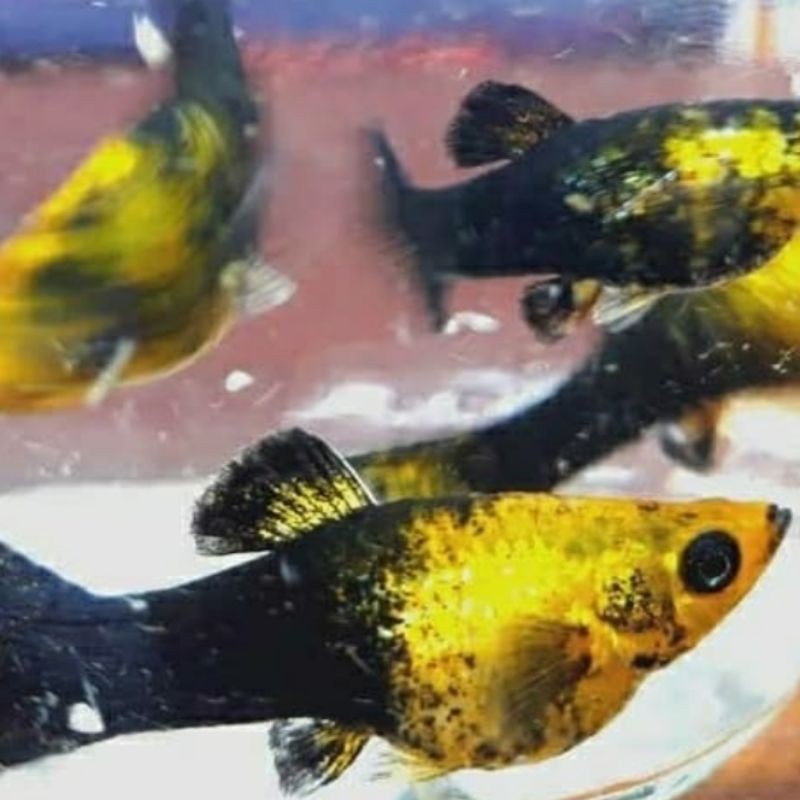 

ikan golden black