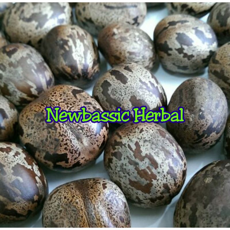 biji buah karet biji pohon karet