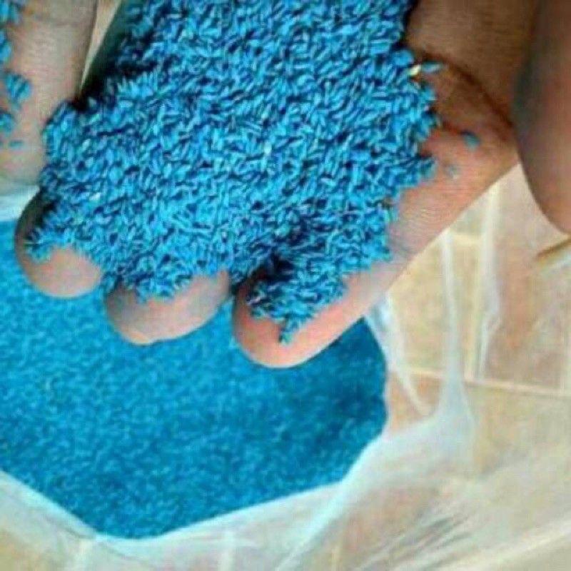 Benih rumput taman - biji rumput jepang - bibit rumput swiss