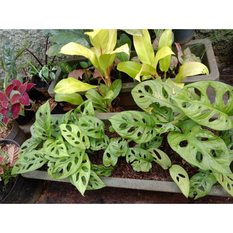 Tanaman hias Anakan janda bolong 2/3 daun murah