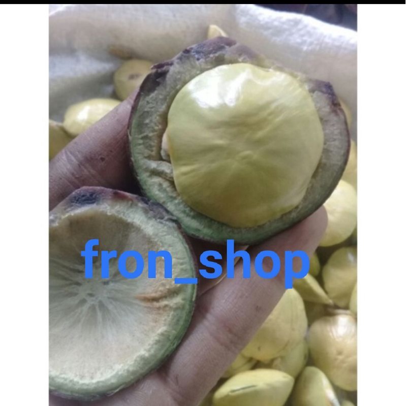 

250GRM JENGKOL MUDA KULITAN | BUAH JENGKOL MUDA SEGAR TERMURAH