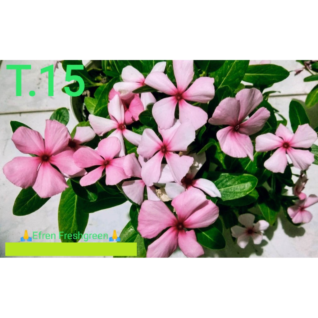 BIJI BUNGA VINCA TEGAK FRESH SEED