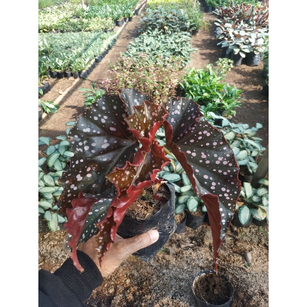 Tanaman hias begonia makulata mocca Tanaman Hias hidup begonia mocca Tanaman hias murah begonia mocc