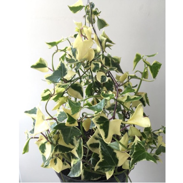 Tanaman hias ivy variegata daun tebal