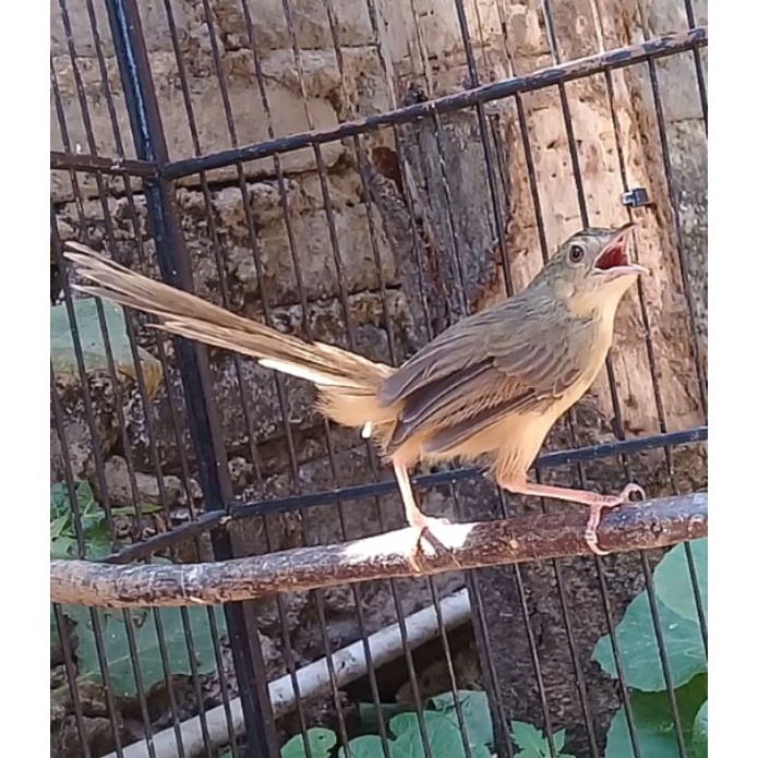 burung ciblek gunung