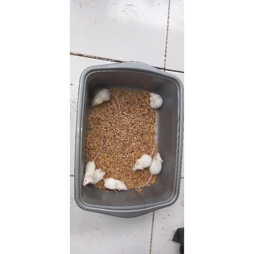 tikus putih mencit dewasa