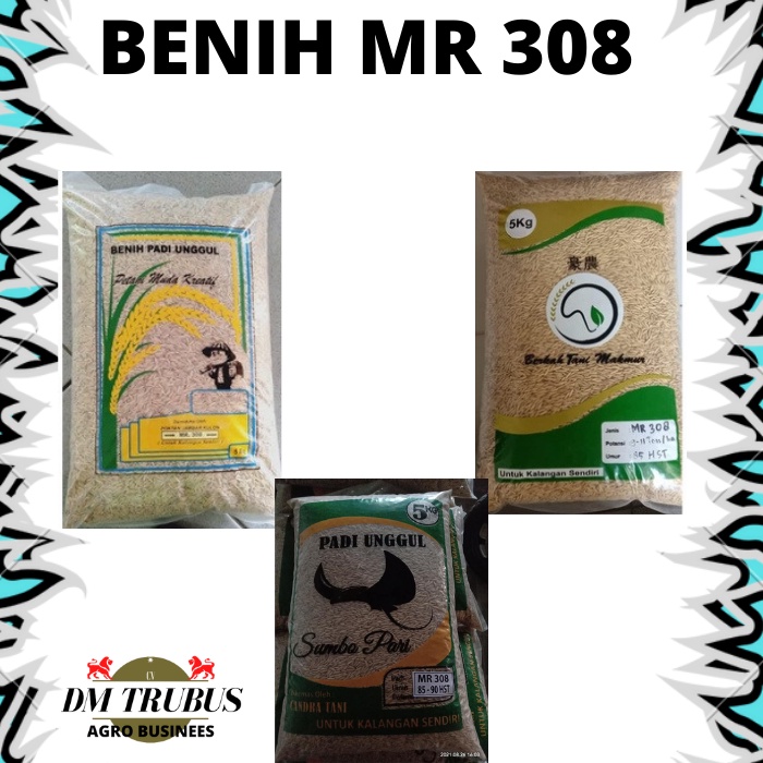 benih/bibit padi unggul mr 308 85 hst terbaru 1 kg