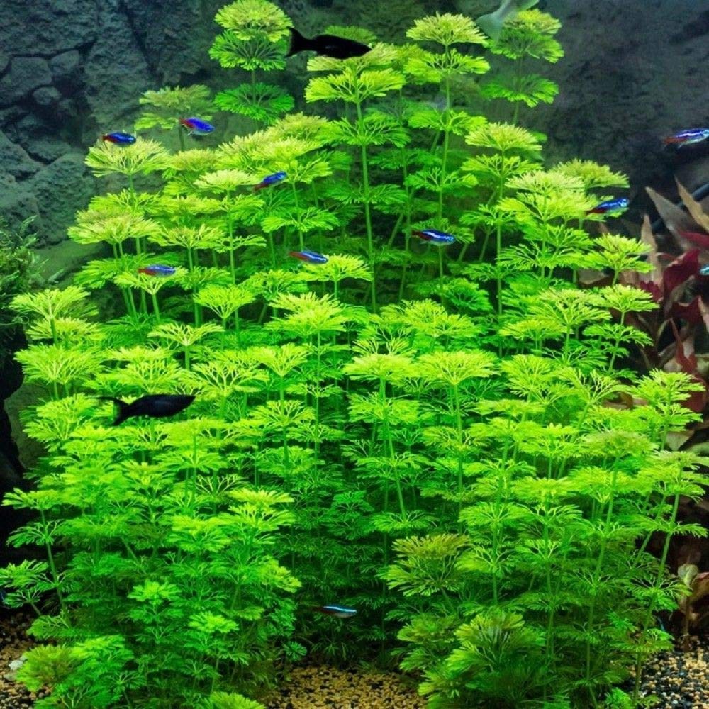 limnophila sessiflora ( tanaman Aquascape Pemula Tanpa Co2 )